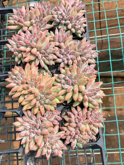 Echeveria 'Icarus' 3 Heads Cluster — photo 4 of 6