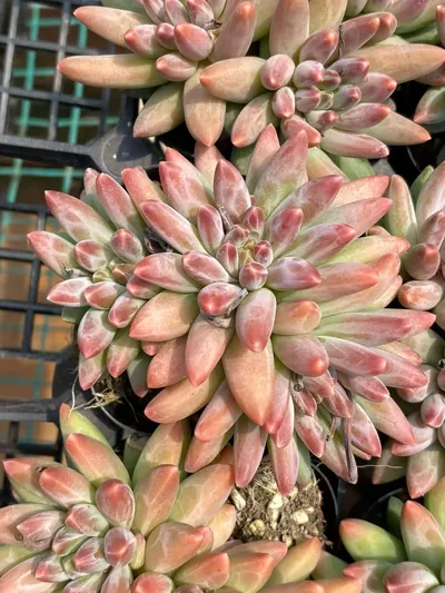 Echeveria 'Icarus' 3 Heads Cluster — photo 6 of 6