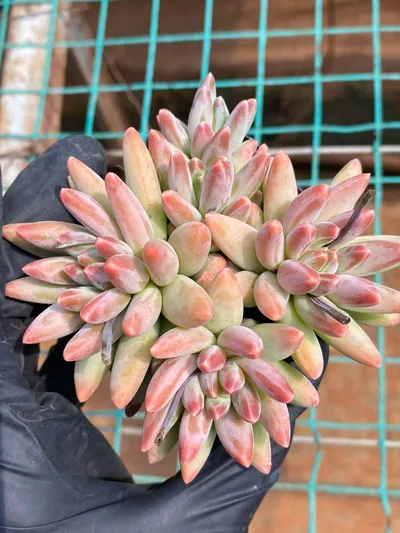 Echeveria 'Icarus' 4 Heads — wholesale Echeveria from Yunnan, China