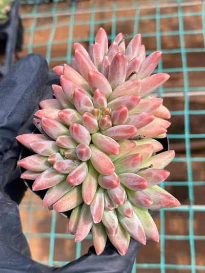 Echeveria 'Icarus' 4 Heads — photo 2 of 5