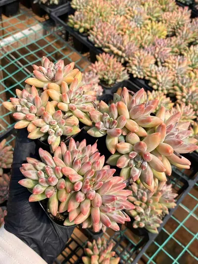 Echeveria 'Icarus' 4 Heads — photo 3 of 5