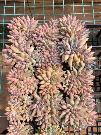 Echeveria 'Icarus' 4 Heads — photo 4 of 5