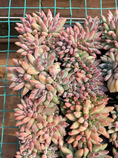 Echeveria 'Icarus' 4 Heads — photo 5 of 5