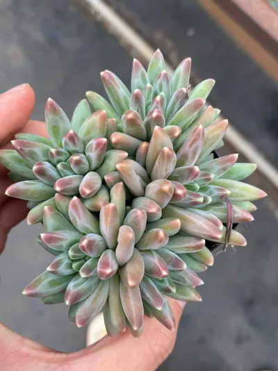 Echeveria 'Icarus' Cluster — wholesale Echeveria from Yunnan, China