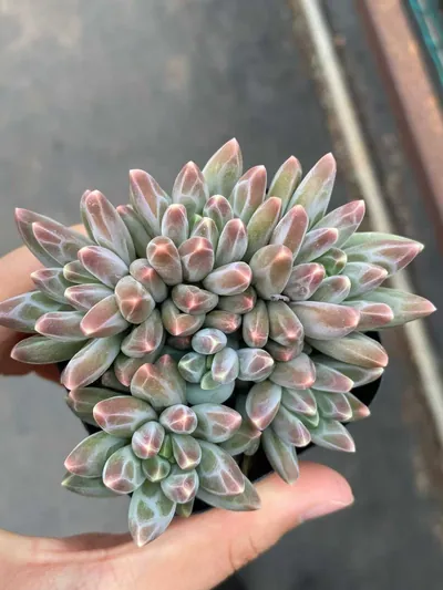 Echeveria 'Icarus' Cluster — photo 2 of 6