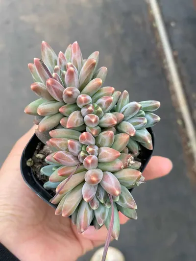 Echeveria 'Icarus' Cluster — photo 3 of 6