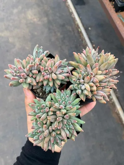 Echeveria 'Icarus' Cluster — photo 4 of 6
