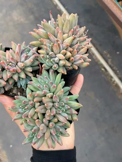 Echeveria 'Icarus' Cluster — photo 5 of 6