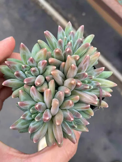Echeveria 'Icarus' Cluster — photo 6 of 6