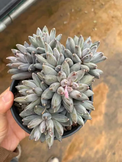 Echeveria 'Icarus' Cluster (伊卡鲁斯群) succulent — wholesale bare-root export from Yunnan, China (3 of 9)