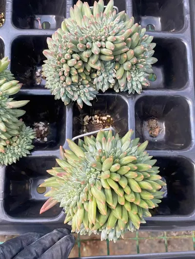Echeveria 'Icarus' Crested — wholesale Echeveria from Yunnan, China