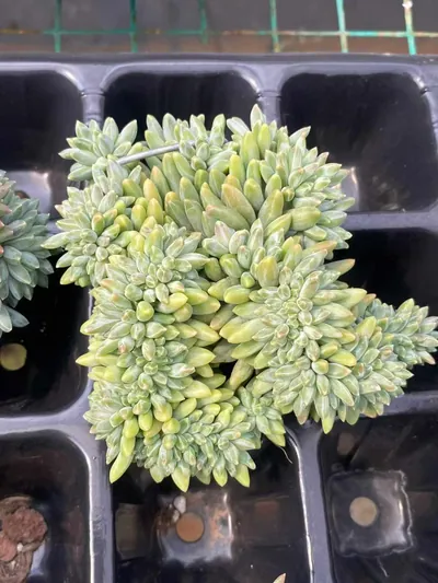 Echeveria 'Icarus' Crested — photo 2 of 6