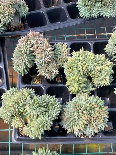Echeveria 'Icarus' Crested — photo 3 of 6