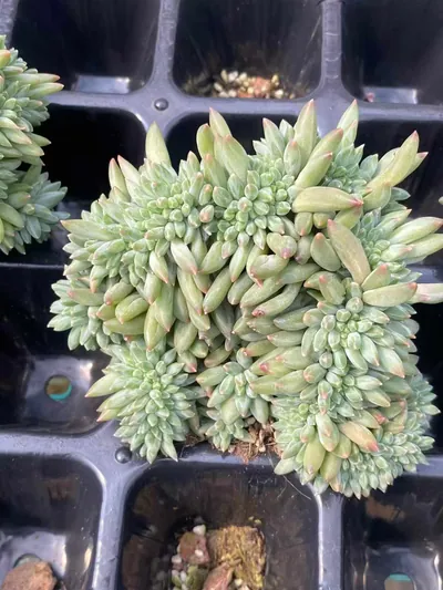 Echeveria 'Icarus' Crested — photo 4 of 6