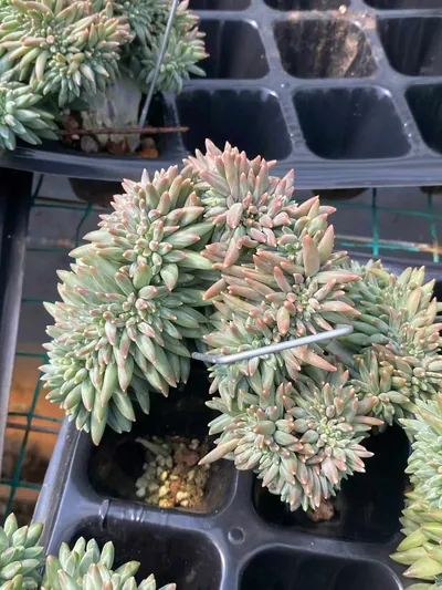Echeveria 'Icarus' Crested — photo 5 of 6