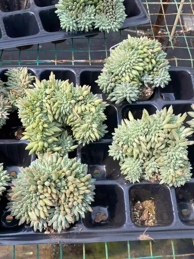 Echeveria 'Icarus' Crested — photo 6 of 6