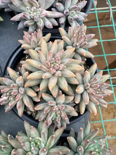Echeveria 'Icarus' Stemmed Cluster — wholesale Echeveria from Yunnan, China