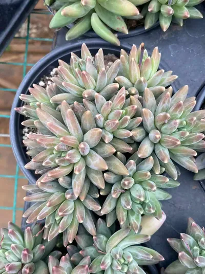 Echeveria 'Icarus' Stemmed Cluster — photo 2 of 6