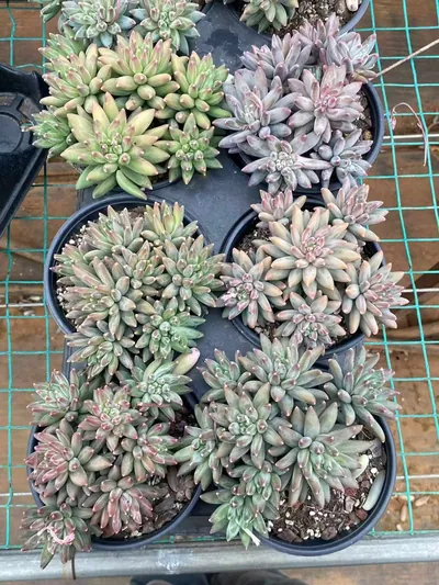 Echeveria 'Icarus' Stemmed Cluster — photo 3 of 6