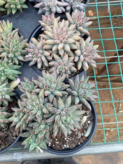 Echeveria 'Icarus' Stemmed Cluster — photo 4 of 6