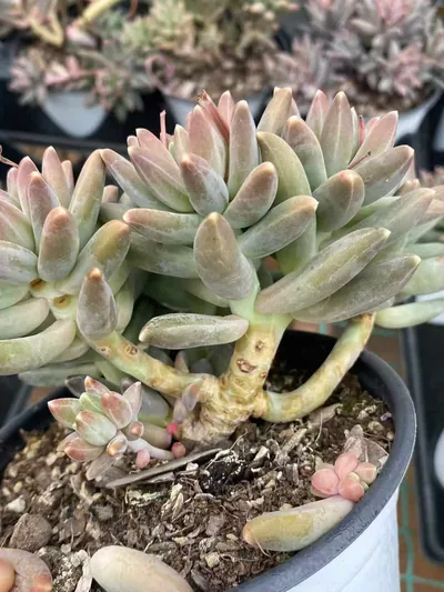 Echeveria 'Icarus' Stemmed Cluster — photo 5 of 6