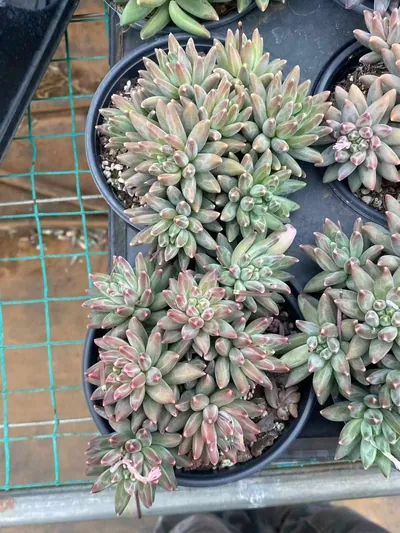 Echeveria 'Icarus' Stemmed Cluster — photo 6 of 6