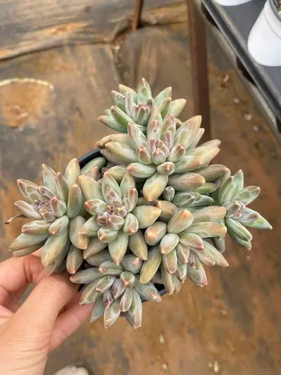 Echeveria 'Icarus' Stemmed Cluster (伊卡鲁斯桩桩群) succulent — wholesale bare-root export from Yunnan, China (9 of 9)
