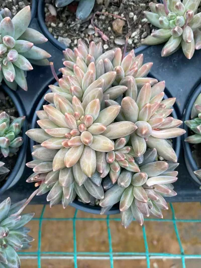 Echeveria 'Icarus' Stemmed Cluster (伊卡鲁斯桩桩群) succulent — wholesale bare-root export from Yunnan, China (7 of 9)