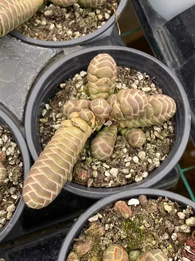 Crassula Echeveria 'Jade Camellia' succulent — wholesale export from Yunnan, China