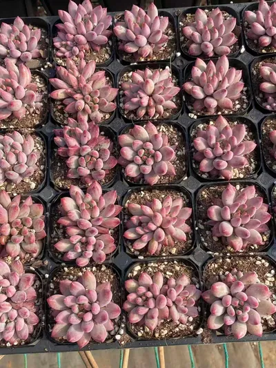Echeveria 'Kingyobina' — photo 2 of 4