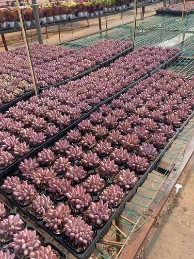 Echeveria 'Kingyobina' — photo 3 of 4