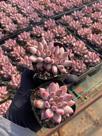 Echeveria 'Kingyobina' — photo 4 of 4