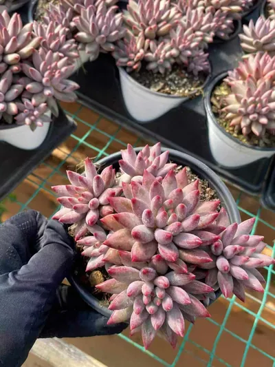 Echeveria Echeveria 'Kingyobina' (5+ Heads) Cluster succulent — wholesale export from Yunnan, China