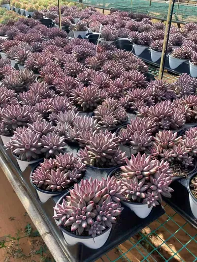 Echeveria 'Kingyobina' (5+ Heads) Cluster — photo 3 of 6