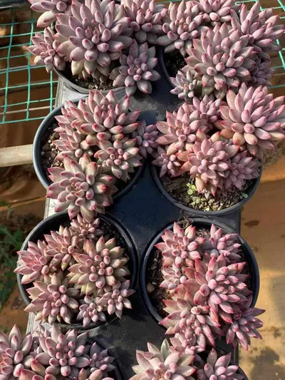 Echeveria 'Kingyobina' (5+ Heads) Cluster — photo 4 of 6