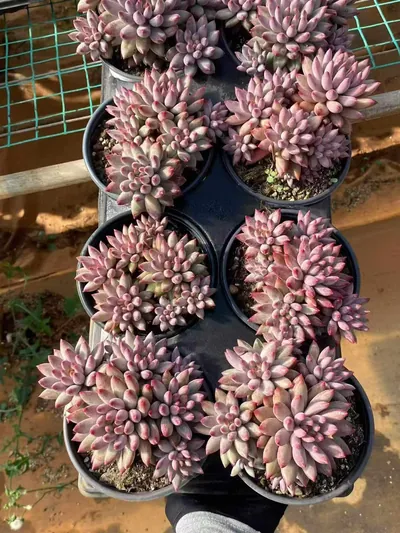 Echeveria 'Kingyobina' (5+ Heads) Cluster — photo 6 of 6