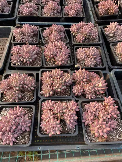 Echeveria 'Kingyobina' Cluster — wholesale Echeveria from Yunnan, China