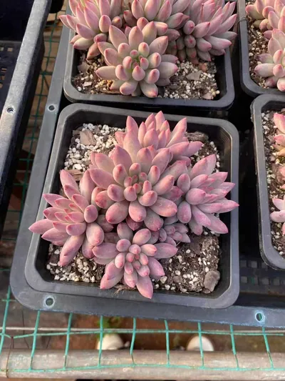 Echeveria 'Kingyobina' Cluster — photo 2 of 6