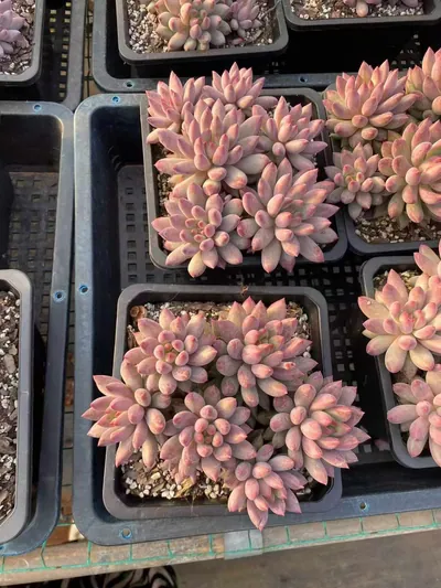 Echeveria 'Kingyobina' Cluster — photo 3 of 6
