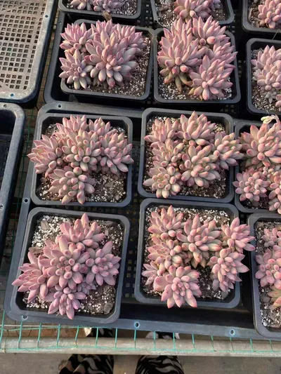 Echeveria 'Kingyobina' Cluster — photo 4 of 6