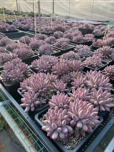 Echeveria 'Kingyobina' Cluster — photo 5 of 6
