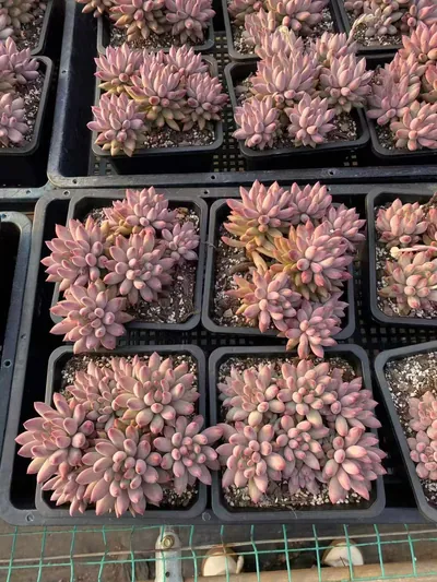 Echeveria 'Kingyobina' Cluster — photo 6 of 6