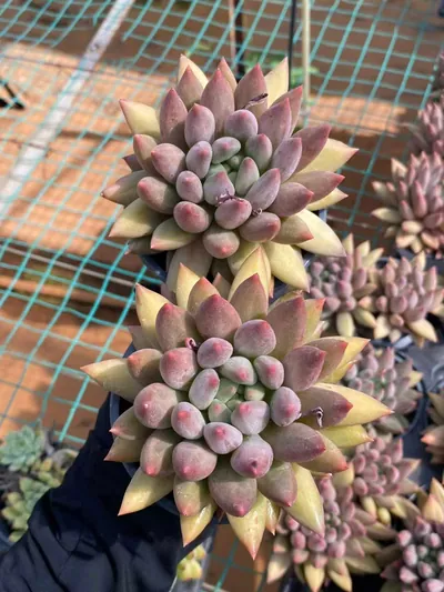 Echeveria 'Kingyobina' sp. — photo 2 of 6