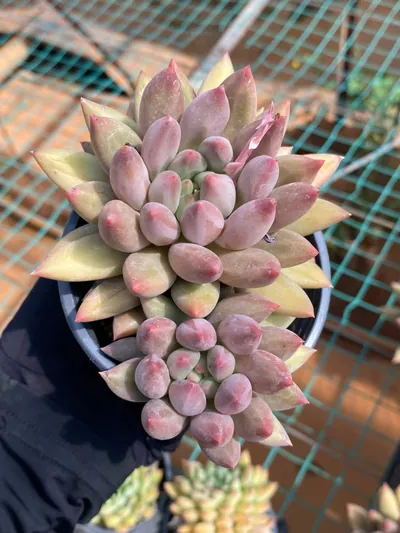 Echeveria 'Kingyobina' sp. — photo 3 of 6