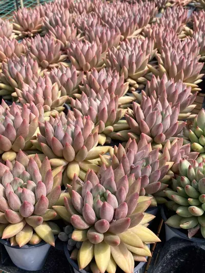 Echeveria 'Kingyobina' sp. — photo 4 of 6