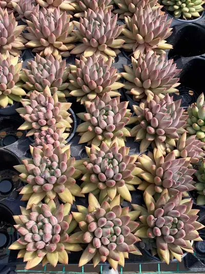 Echeveria 'Kingyobina' sp. — photo 5 of 6