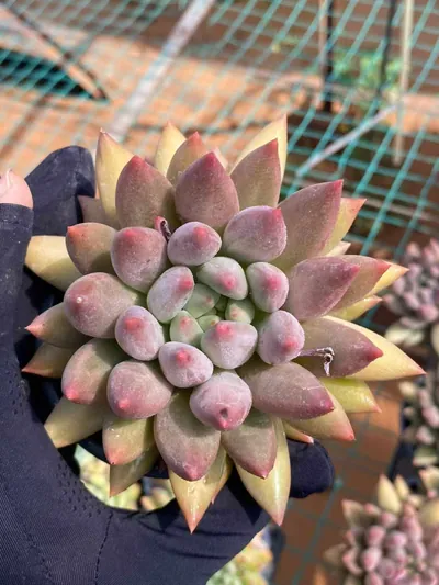 Echeveria 'Kingyobina' sp. — photo 6 of 6