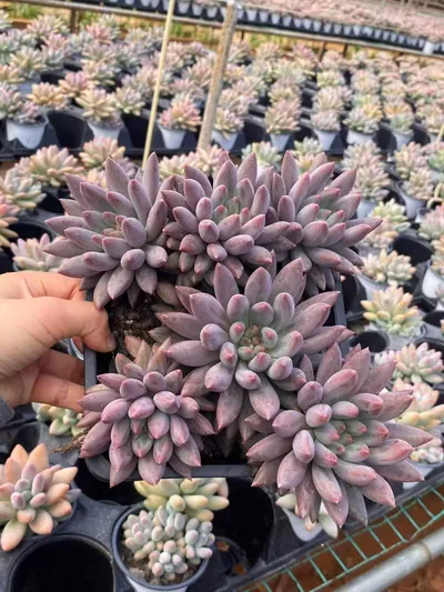 Echeveria 'Kingyobina' sp. Large Cluster — photo 2 of 6