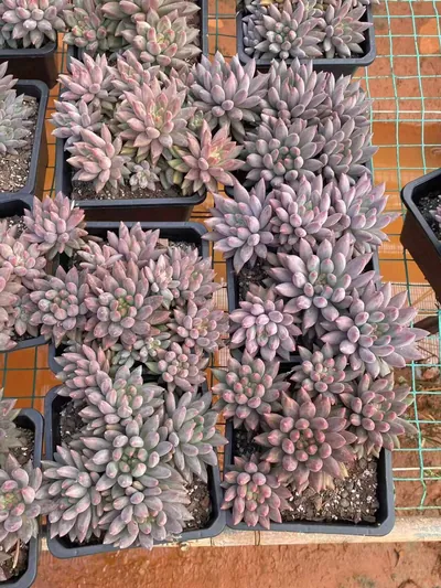 Echeveria 'Kingyobina' sp. Large Cluster — photo 3 of 6