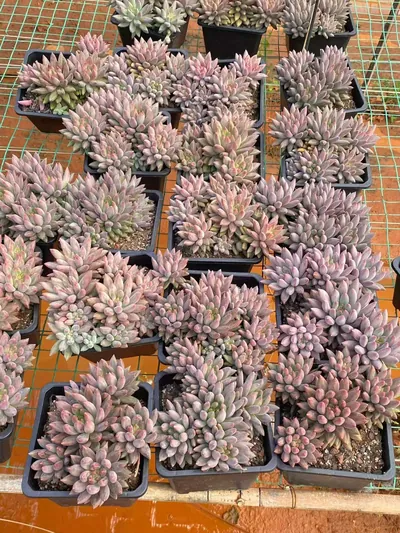 Echeveria 'Kingyobina' sp. Large Cluster — photo 4 of 6
